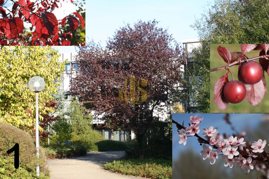 JustusvonLiebigSchule Göppingen Gärtner 3 FS II BS Gala (BW8)